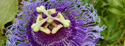  Passiflores et grimpantes 